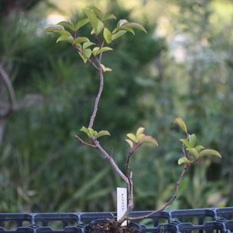 ナニワバラ 山野草 高山植物の通信販売店 岩崎園芸ネットストア