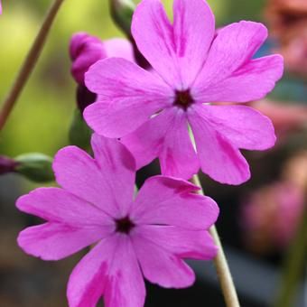 ニホンサクラソウ「大須磨」 - 山野草・高山植物の通信販売店｜岩崎