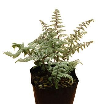 シダ「ゴースト」 - 山野草・高山植物の通信販売店｜岩崎園芸