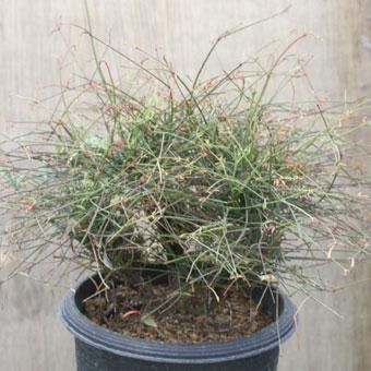 ナンテン 赤縮緬 山野草 高山植物の通信販売店 岩崎園芸ネットストア ナンテン 赤縮緬 山野草 高山植物の通信販売店 岩崎園芸ネットストア