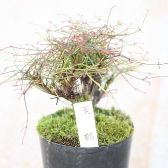 ナンテン 玉鶴 山野草 高山植物の通信販売店 岩崎園芸ネットストア ナンテン 玉鶴 山野草 高山植物の通信販売店 岩崎園芸ネットストア