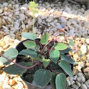 イワユキノシタ 山野草 高山植物の通信販売店 岩崎園芸ネットストア イワユキノシタ 山野草 高山植物の通信販売店 岩崎園芸ネットストア