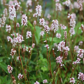 ナンブトラノオ 山野草 高山植物の通信販売店 岩崎園芸ネットストア