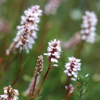 ナンブトラノオ 山野草 高山植物の通信販売店 岩崎園芸ネットストア