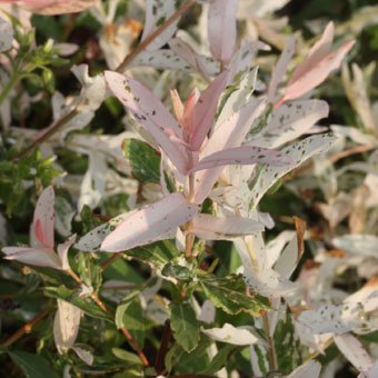 五色ヤナギ 山野草 高山植物の通信販売店 岩崎園芸ネットストア