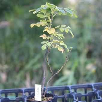 シロハマナス 山野草 高山植物の通信販売店 岩崎園芸ネットストア シロハマナス 山野草 高山植物の通信販売店 岩崎園芸ネットストア