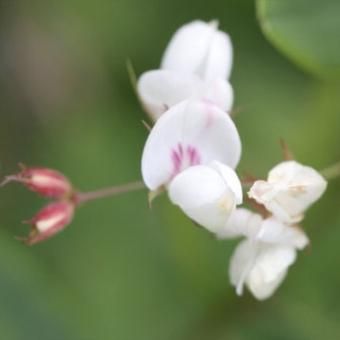 蒔絵萩 - 山野草・高山植物の通信販売店|岩崎園芸ネットストア 蒔絵萩 - 山野草・高山植物の通信販売店|岩崎園芸ネットストア