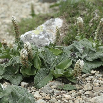 ユウバリソウ-北海道の山野草・宿根草・高山植物販売専門店岩崎園芸ネットストア