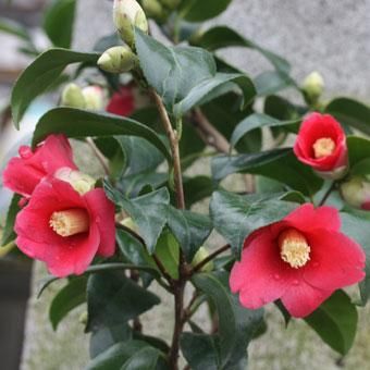 ツバキ 佐渡侘助 山野草 高山植物の通信販売店 岩崎園芸ネットストア ツバキ 佐渡侘助 山野草 高山植物の通信販売店 岩崎園芸ネットストア