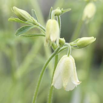 白花風鈴オダマキ 山野草 高山植物の通信販売店 岩崎園芸ネットストア 白花風鈴オダマキ 山野草 高山植物の通信販売店 岩崎園芸ネットストア