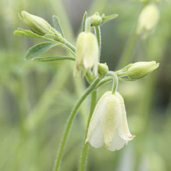 白花風鈴オダマキ 山野草 高山植物の通信販売店 岩崎園芸ネットストア