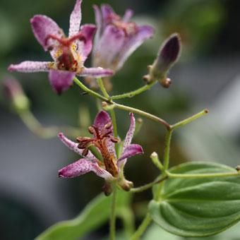 ホトトギス「新高」 - 山野草・高山植物の通信販売店｜岩崎園芸ネット