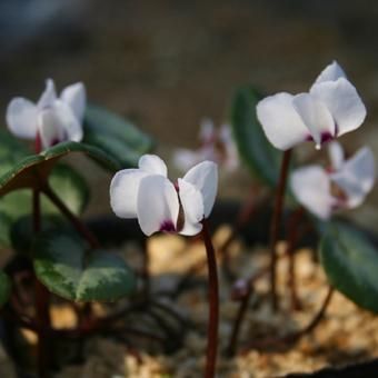 白花シクラメンコウム - 岩崎園芸ネットストア 白花シクラメンコウム - 岩崎園芸ネットストア