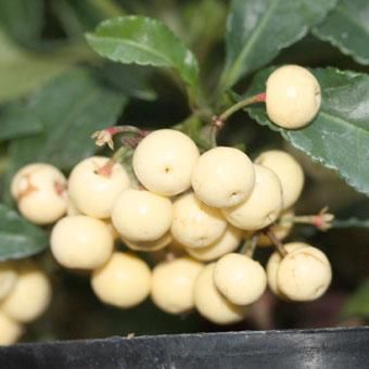 ジューンベリー種30粒とオマケの種