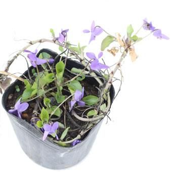 ニオイスミレ トラベック 山野草 宿根草 高山植物販売専門店岩崎園芸ネットストア ニオイスミレ トラベック 山野草 宿根草 高山植物販売専門店岩崎園芸ネットストア