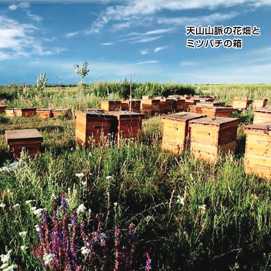 森羅万象 天山蜂蜜(600g） - 早稲田自然食品センター
