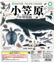  7/18UP 󡡥ͥ㡼ƥ˥顼 ޸ 