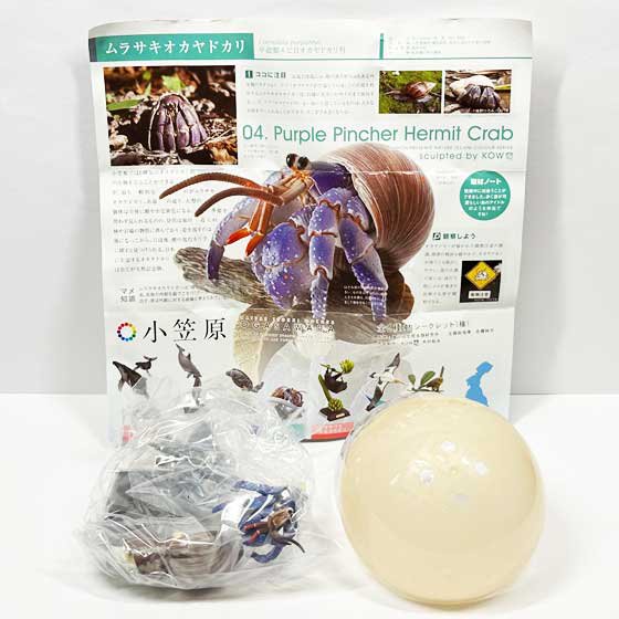 いきもん　NATURE TECHNI COLOUR（ネイチャーテクニカラー）小笠原　ムラサキオカヤドカリ