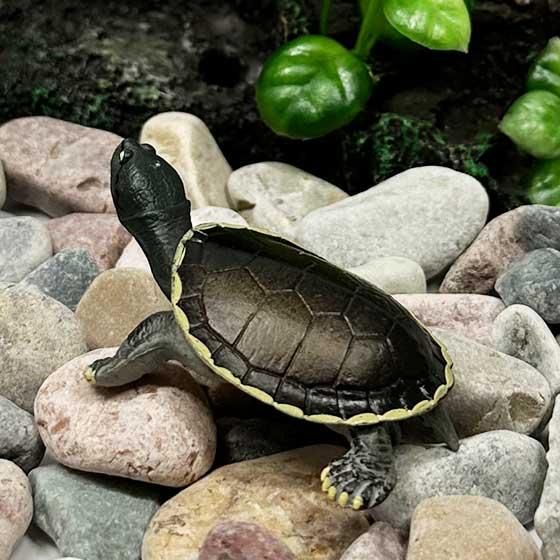 ★Gui23EJ　立体カプセル百科事典原色爬虫類カメ目図鑑根付全15種 Amazon | カプセル 立体カプセル百科事典 原色爬虫類カメ目図鑑