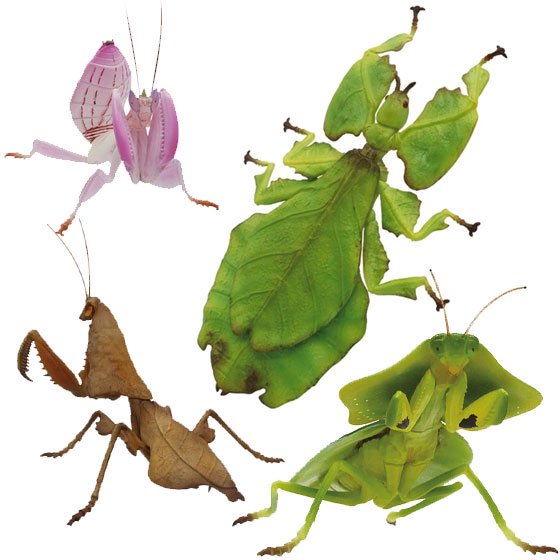 一部予約販売 原色図鑑シリーズ 原色擬態昆虫 カマキリ 12個 フィギュア