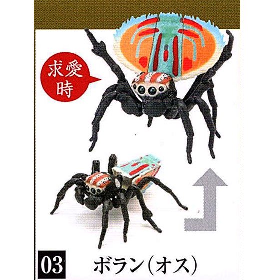 バンダイ いきもの大図鑑 ピーコックスパイダー ボラン（オス）