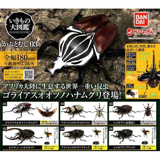 いきもの大図鑑 カブトムシ 5点セット