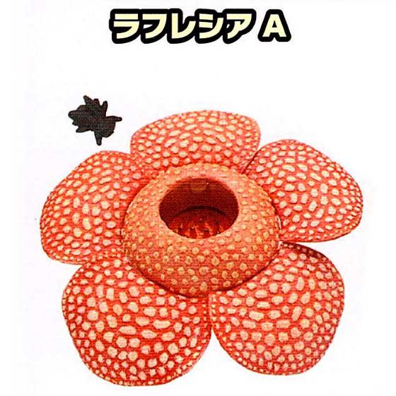 タカラトミーアーツ あそべる生物フィギュアシリーズ 巨大花と食虫植物 ラフレシアA