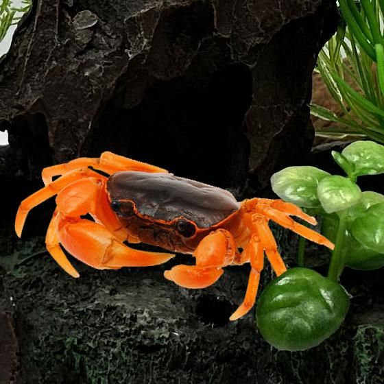 サワガニ - ガシャポン,フィギュア,トミカ,食玩,販売,通販,大阪