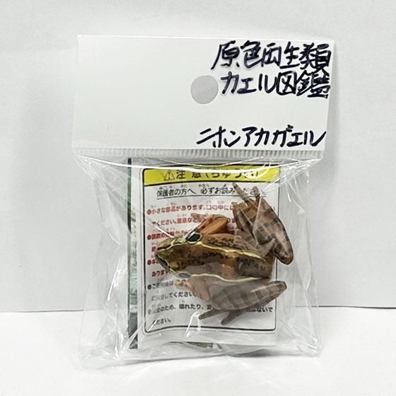 ユージン 原色両生類カエル図鑑 新改訂版 ニホンアカガエル