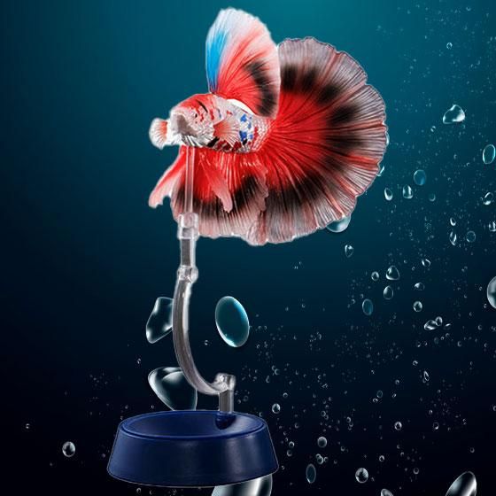 新品未開封　いきもの大図鑑アドバンス ベタ 全4種セット いきもの大図鑑アドバンス ベタ｜ガシャポンオフィシャルサイト