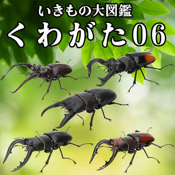 バンダイ　いきもの大図鑑　くわがた06　全5種フルセット