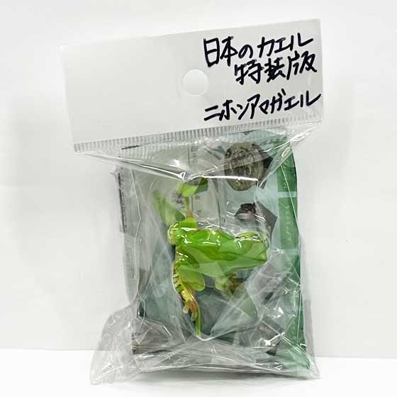 いきもん ネイチャーテクニカラー 日本のカエル 特装版 ニホン