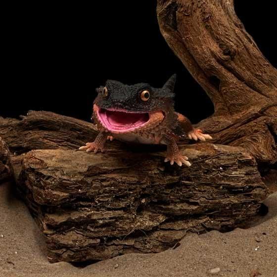 フトアゴヒゲトカゲ（レッド） いきもの大図鑑プレミアム 生き物