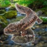 バンダイ いきもの大図鑑ミニコレクション 両生類01 オオサンショウウオ BC01479 バンダイ いきもの大図鑑ミニコレクション 両生類01 オオサンショウウオ BC01479