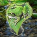 バンダイ いきもの大図鑑ミニコレクション 両生類01 ニホンアマガエル(緑色) BC01480 バンダイ いきもの大図鑑ミニコレクション 両生類01 ニホンアマガエル(緑色) BC01480