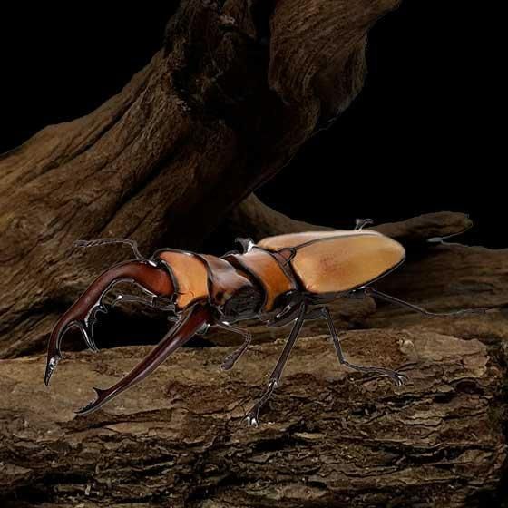 アラガールホソアカクワガタWD標本 WD】《アラガールホソアカクワガタ 58mm ♂単》 | KPW公式