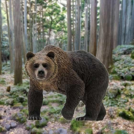 ヒグマ　標本用 ヒグマ 標本用 ヒグマ 標本用 ヒグマ 標本用