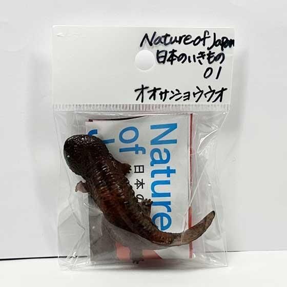 いきもん Nature of Japan 日本のいきもの01 オオサンショウウオ