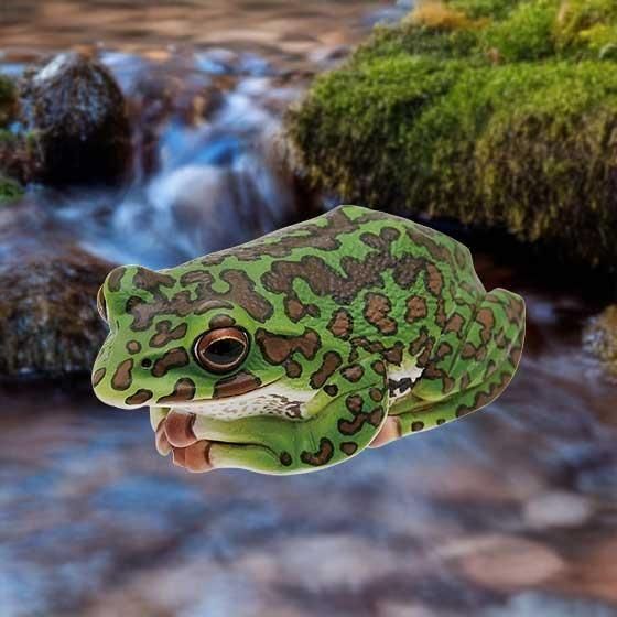 ネイチャーテクニカラー　モリアオガエル　日本のカエル いきもん Nature of Japan 日本のいきもの01 モリアオガエル