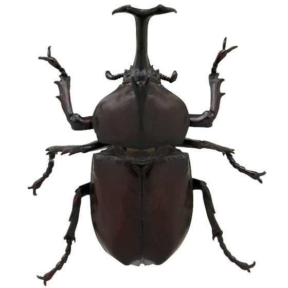 いきもん Nature of Japan 日本のいきもの02 カブトムシ