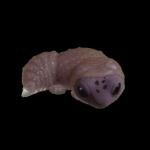 롡쥪 äԤ夦졼TC03632