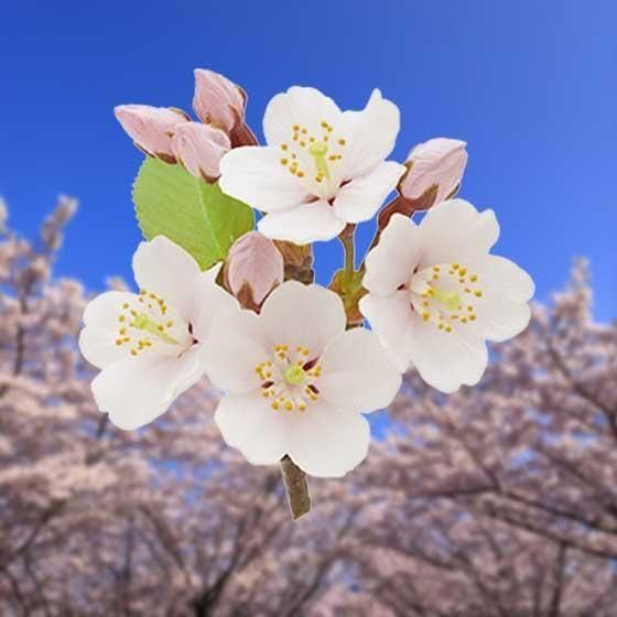  Nature of Japan ܤΤ03ᥤ襷ΡTC03670