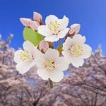   Nature of Japan ܤΤ03ᥤ襷ΡTC03670