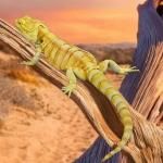 ޴եץߥࡡեȥҥȥʥ BC01646