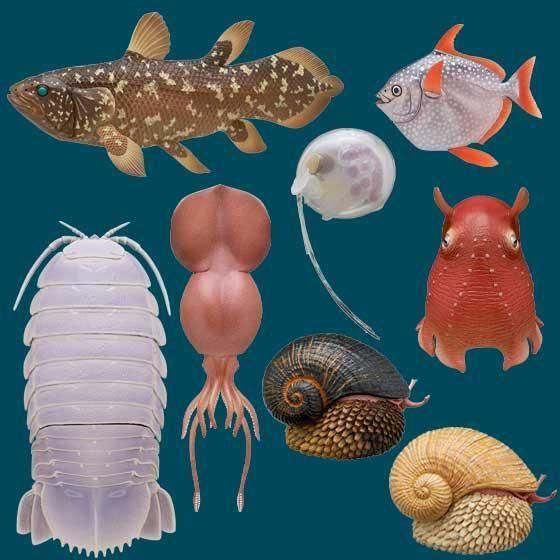 いきもん ネイチャーテクニカラーMONO PLUS 深海生物2 マグネット