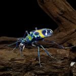 ޴եɥХ󥹡ХХߥȥϥߥ祦ǥץ쥤ɥåȡϥߥ祦ʥ BC01676