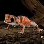 ޴եɥХ󥹡ʥϥޥꡡʥϥޥʥåɡ BC01677