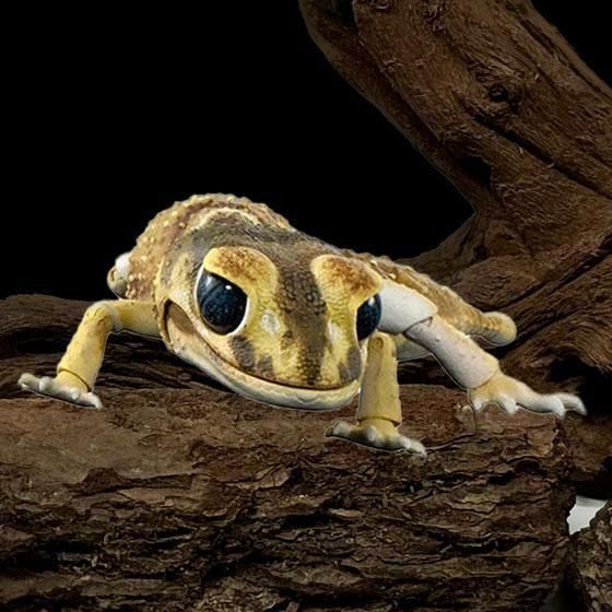 いきもの大図鑑アドバンス ナメハダタマオヤモリ ナメハダタマオヤモリ(イエロー)  BC01678