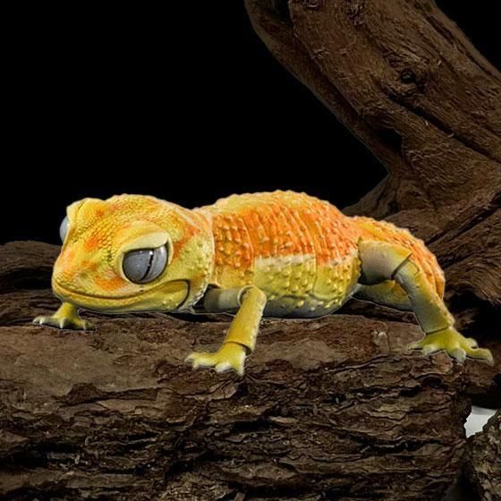 いきもの大図鑑アドバンス ナメハダタマオヤモリ アルビノピルバラナメハダタマオヤモリ  BC01679