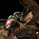 ޴եɥХ ץʥͤȥ˥塞˥塞ʥԥ BC01680